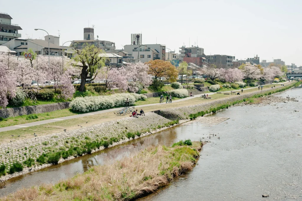 京都の桜
