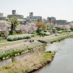 京都の桜